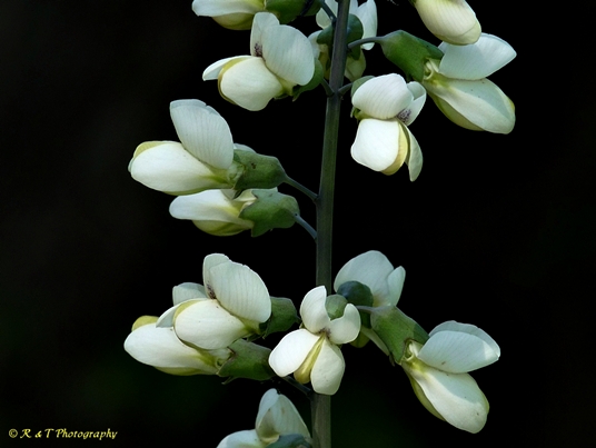 {Baptisia leucantha}
